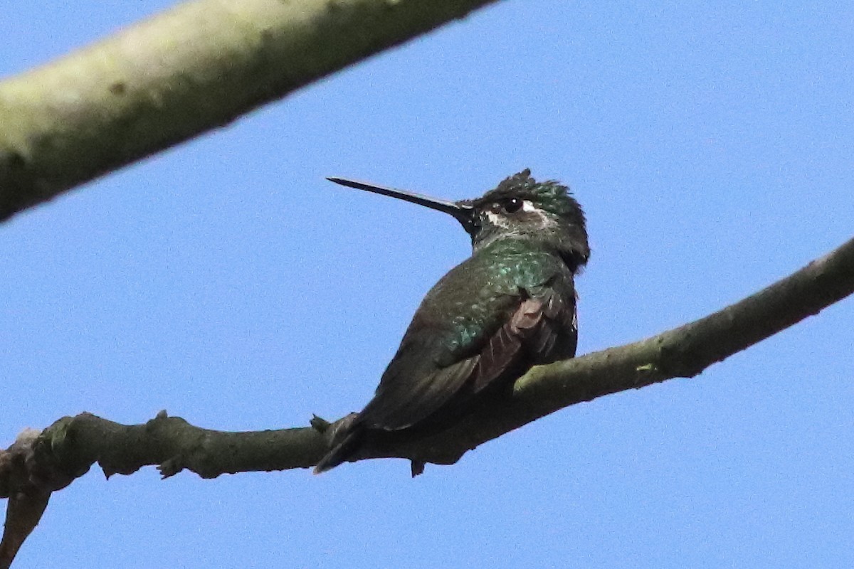 Rivoli's Hummingbird - ML498318501