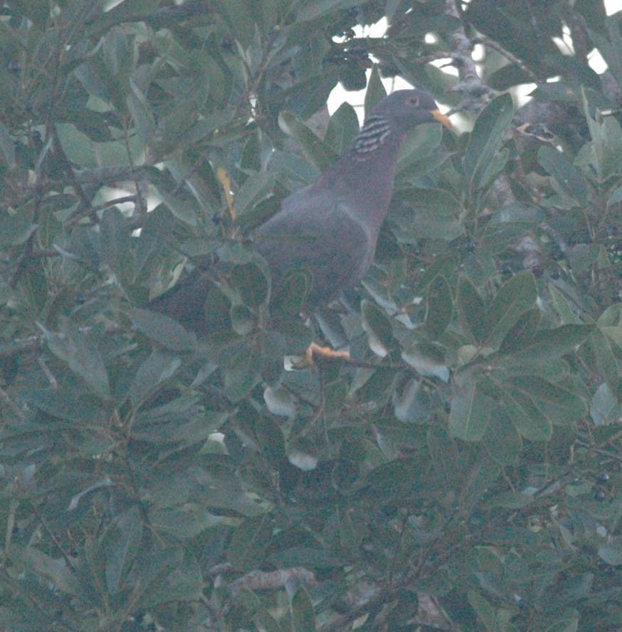 Pigeon des Comores - ML498321961