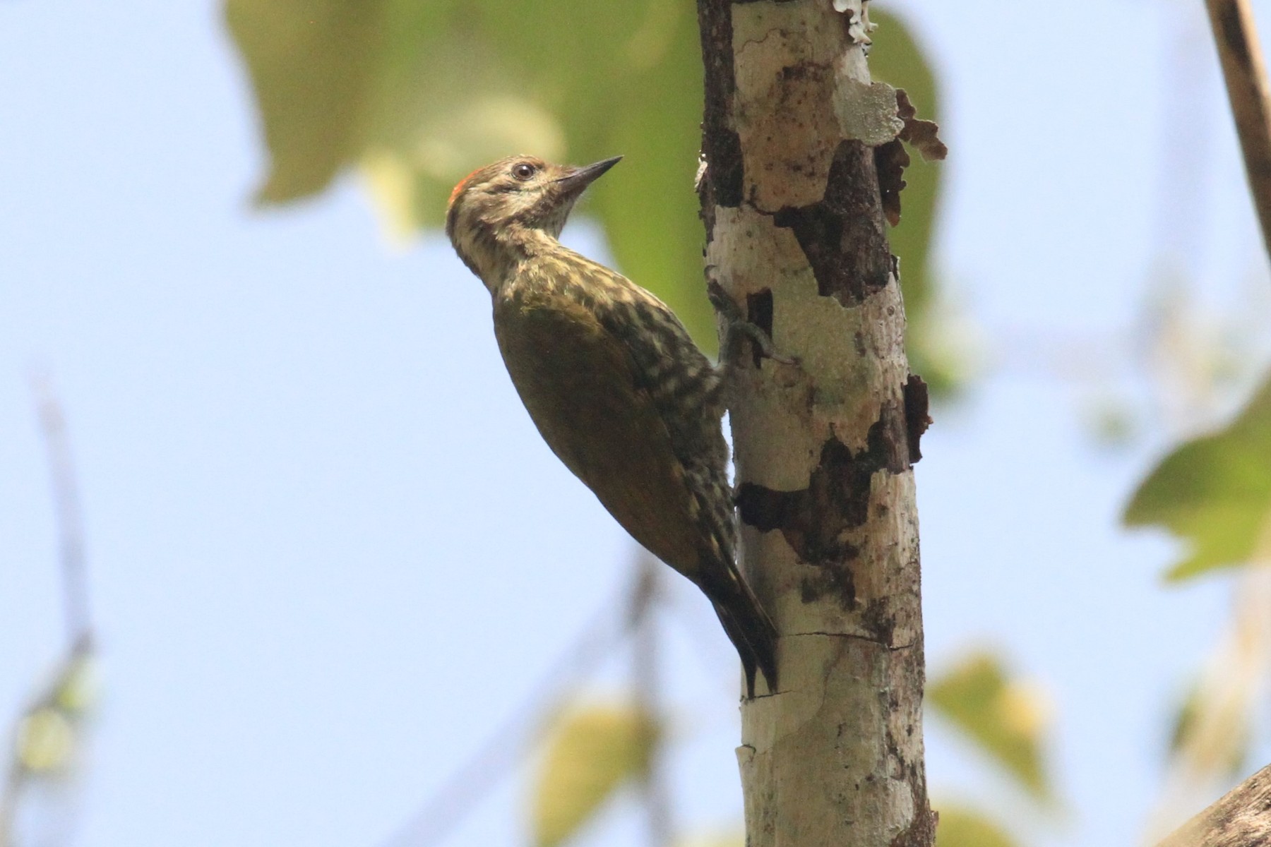 Melancholy Woodpecker eBird