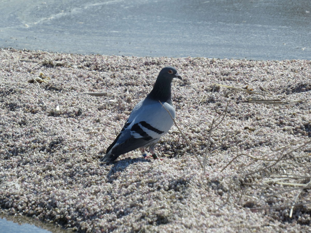 Rock Pigeon (Feral Pigeon) - Robin Maercklein