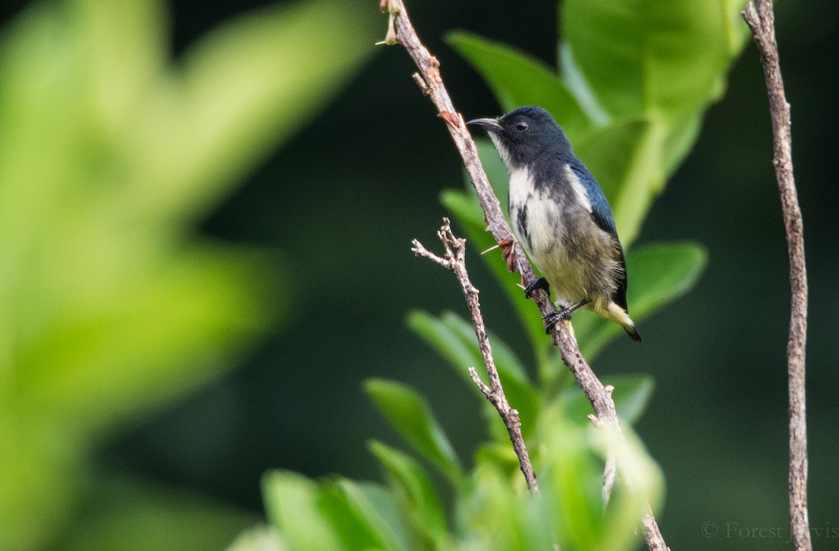Pygmy Flowerpecker - Forest Botial-Jarvis