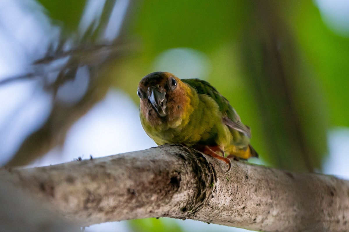 Buff-faced Pygmy-Parrot - ML498328621