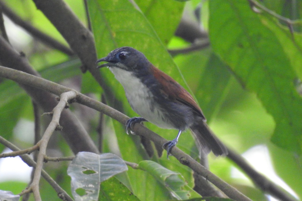 White-breasted Babbler - Fitriana Salehah
