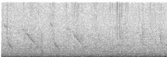 hvitbrystkråke - ML498329301