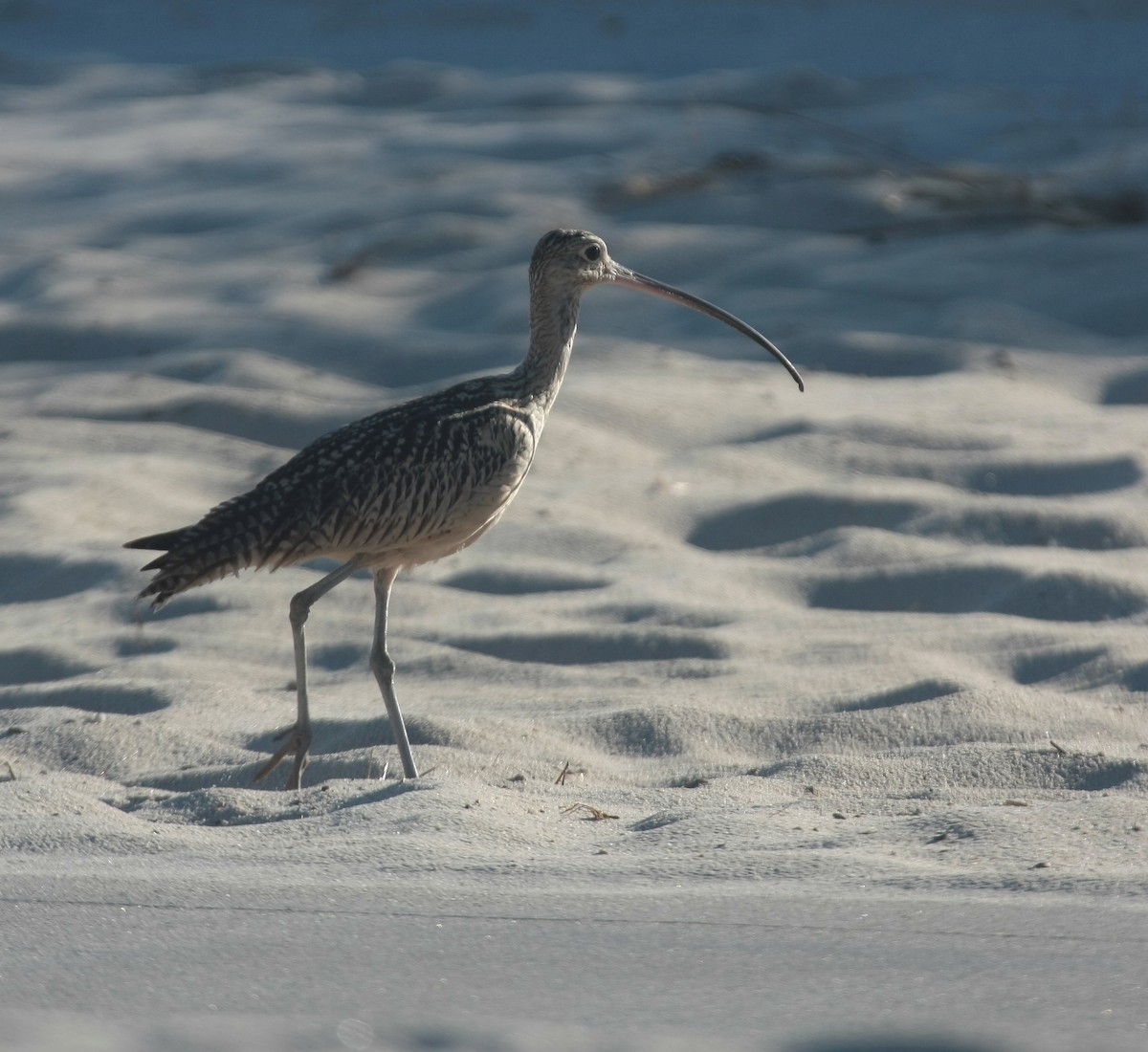 Long-billed Curlew - ML498329871