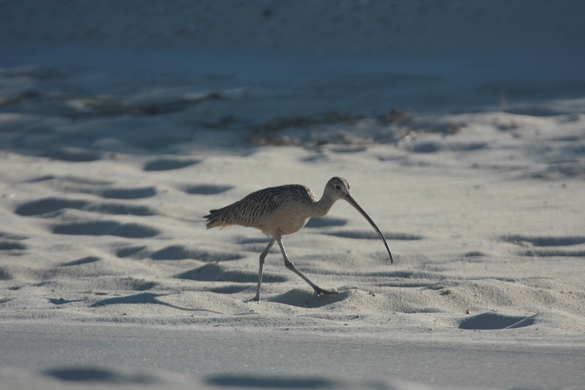 Long-billed Curlew - ML498329891
