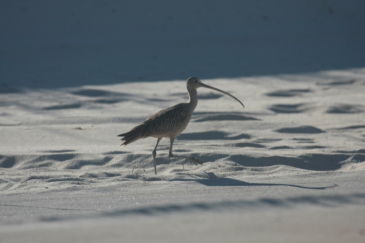 Long-billed Curlew - ML498329911