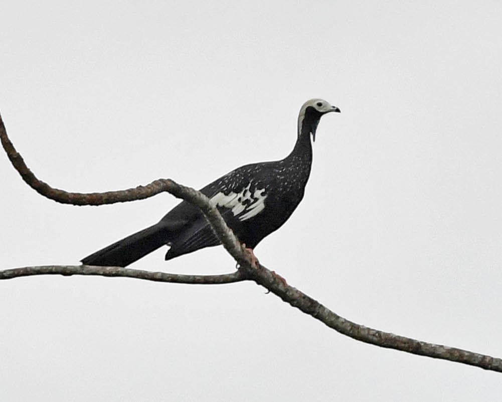 Blue-throated Piping-Guan - ML498335371