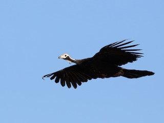 White-throated Piping-Guan - Pipile grayi - Birds of the World