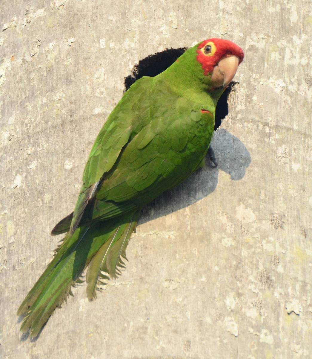 Red-masked Parakeet - Steven Mlodinow