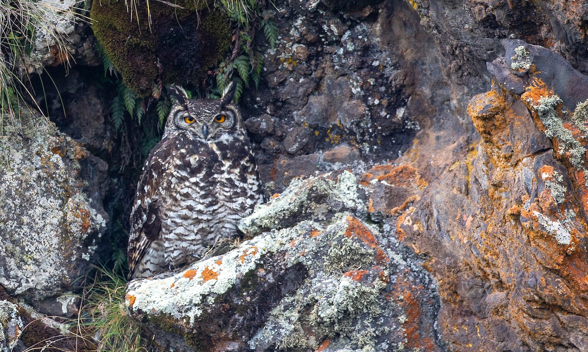 Cape Eagle-Owl (Northern) - ML498350931
