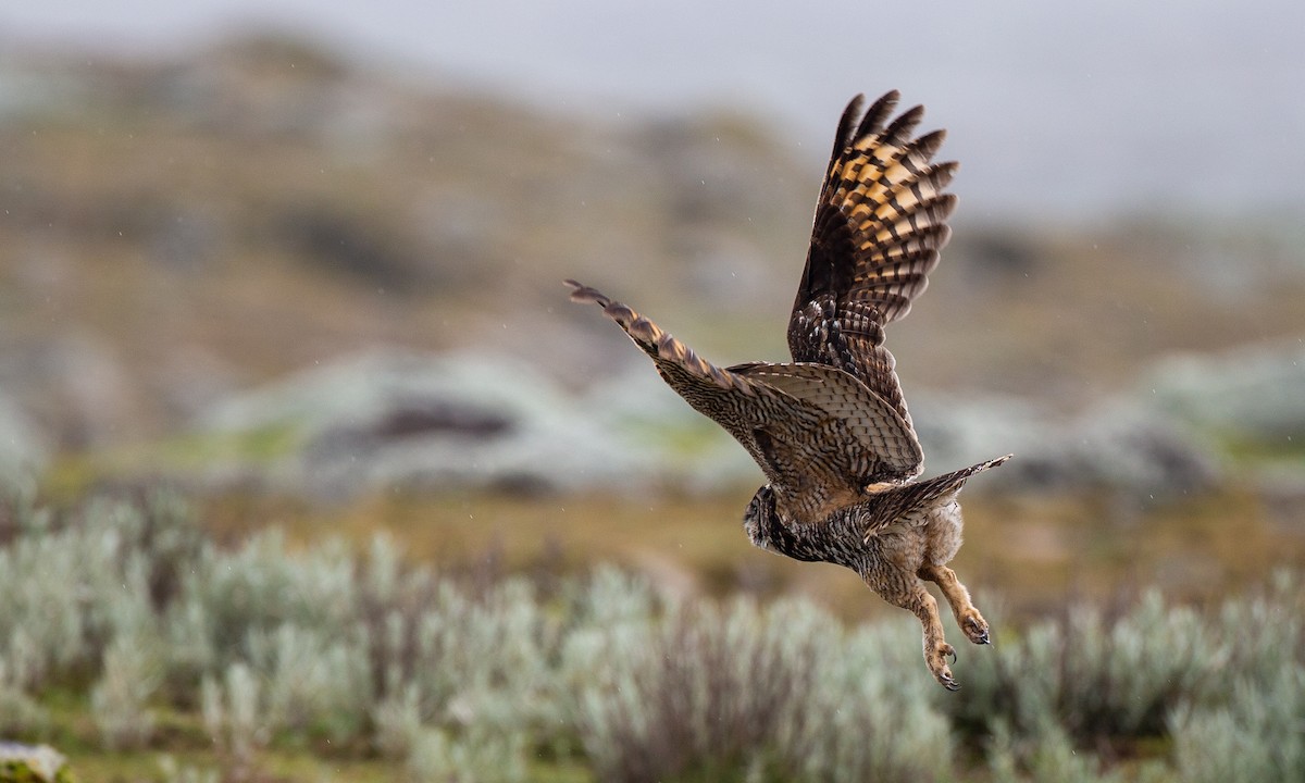 Cape Eagle-Owl (Northern) - ML498350971