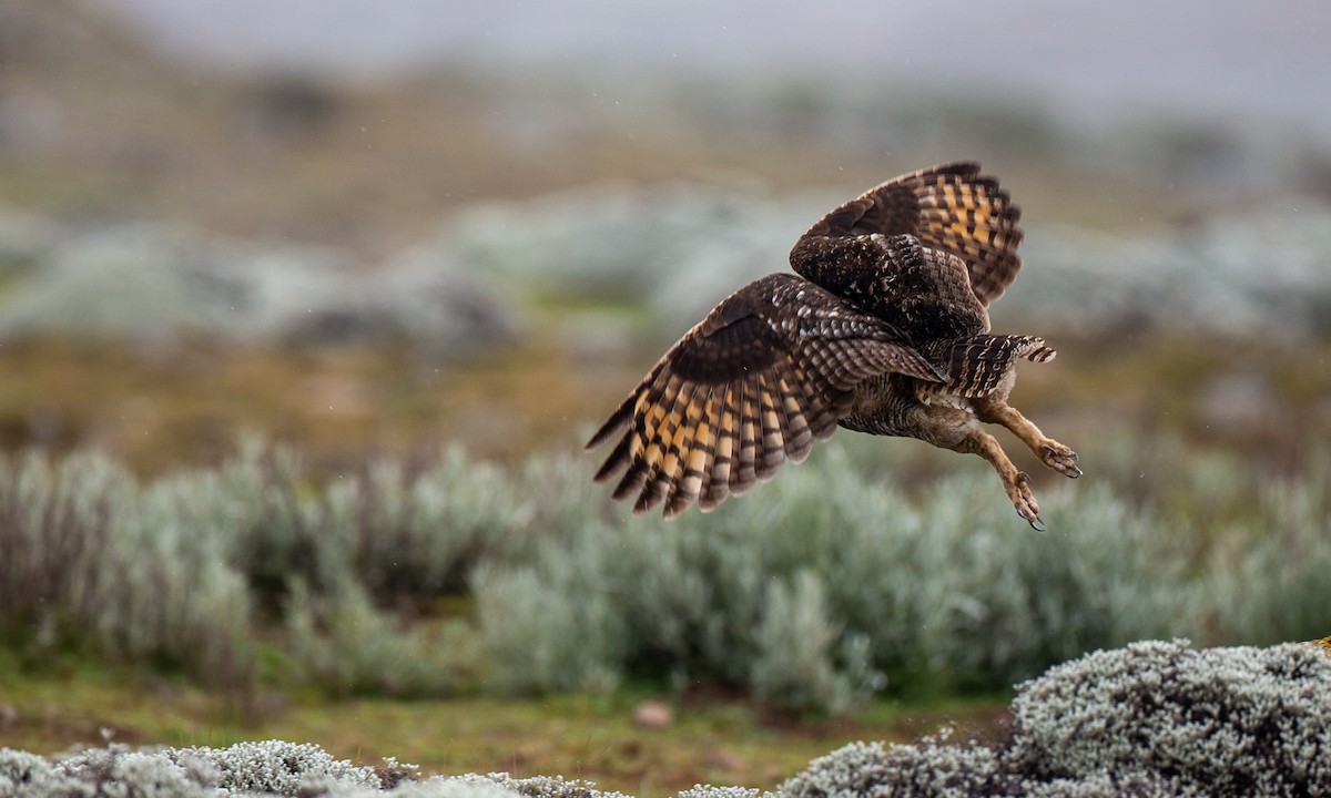 Cape Eagle-Owl (Northern) - ML498350981