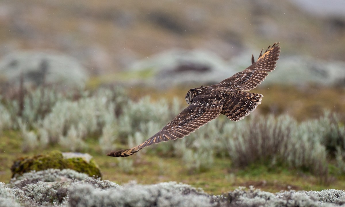 Cape Eagle-Owl (Northern) - ML498351001