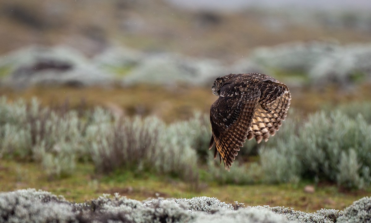Cape Eagle-Owl (Northern) - ML498351011