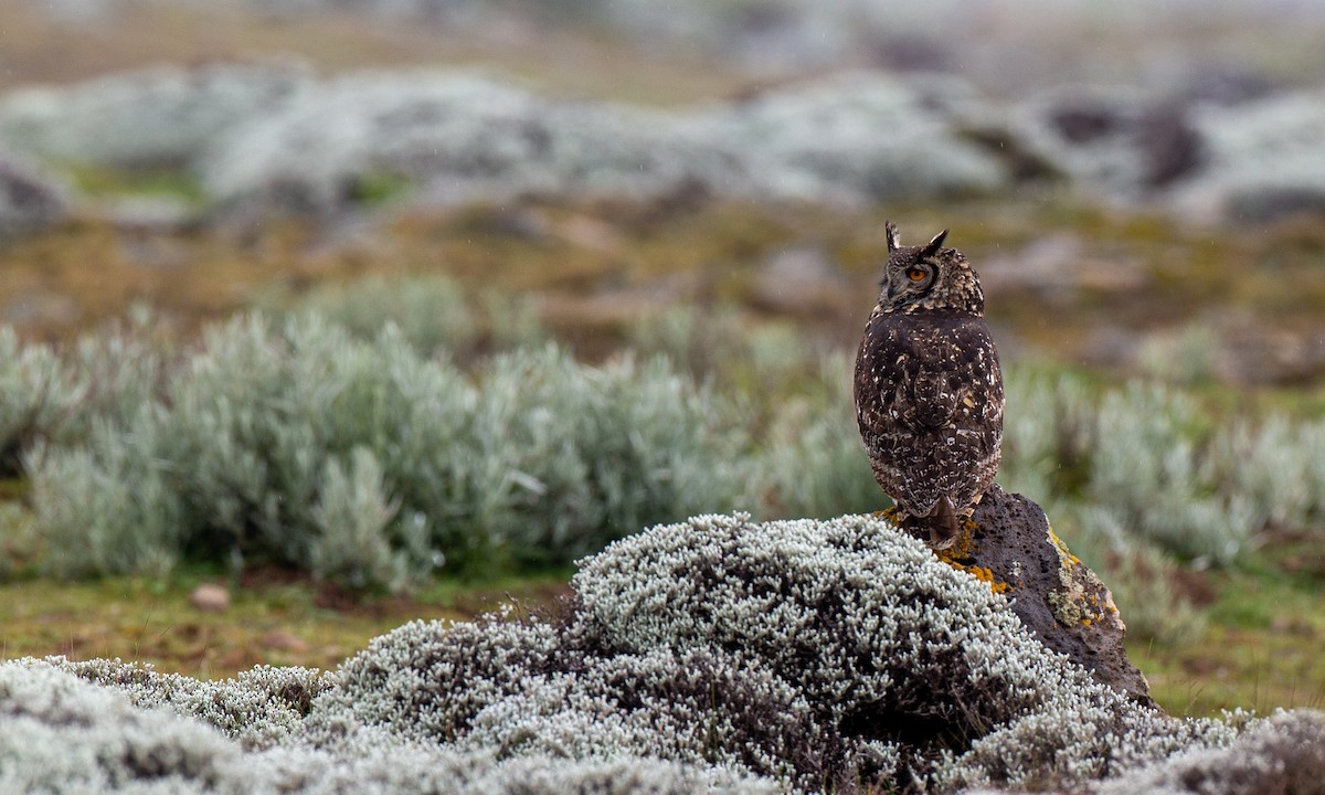 Cape Eagle-Owl (Northern) - ML498351021