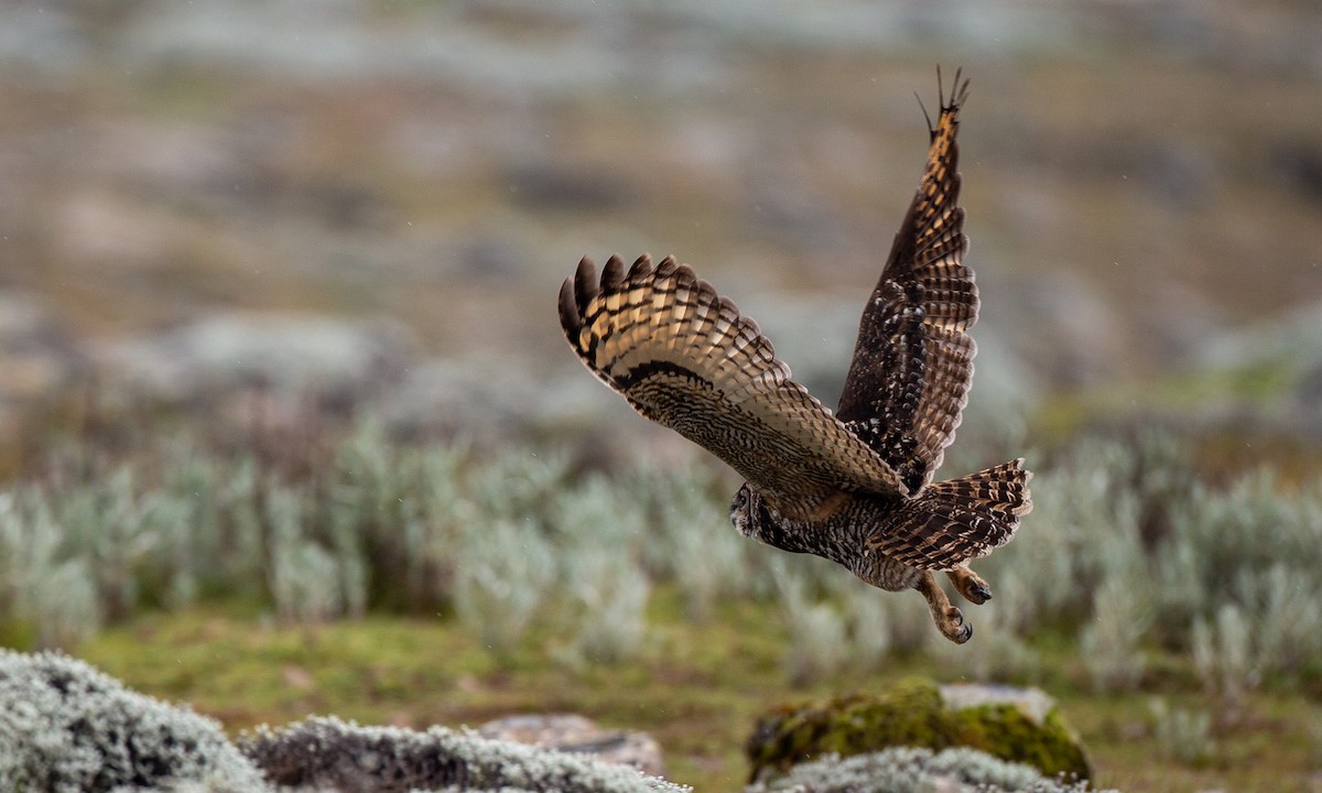 Cape Eagle-Owl (Northern) - ML498351031