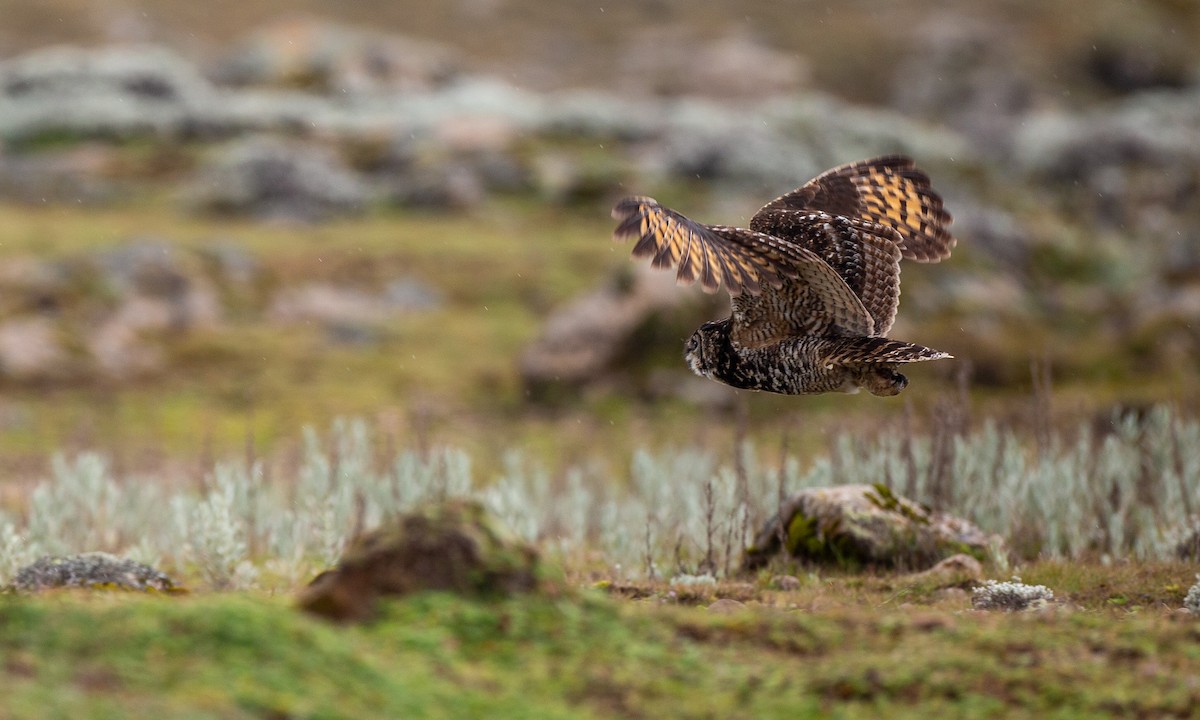 Cape Eagle-Owl (Northern) - ML498351041