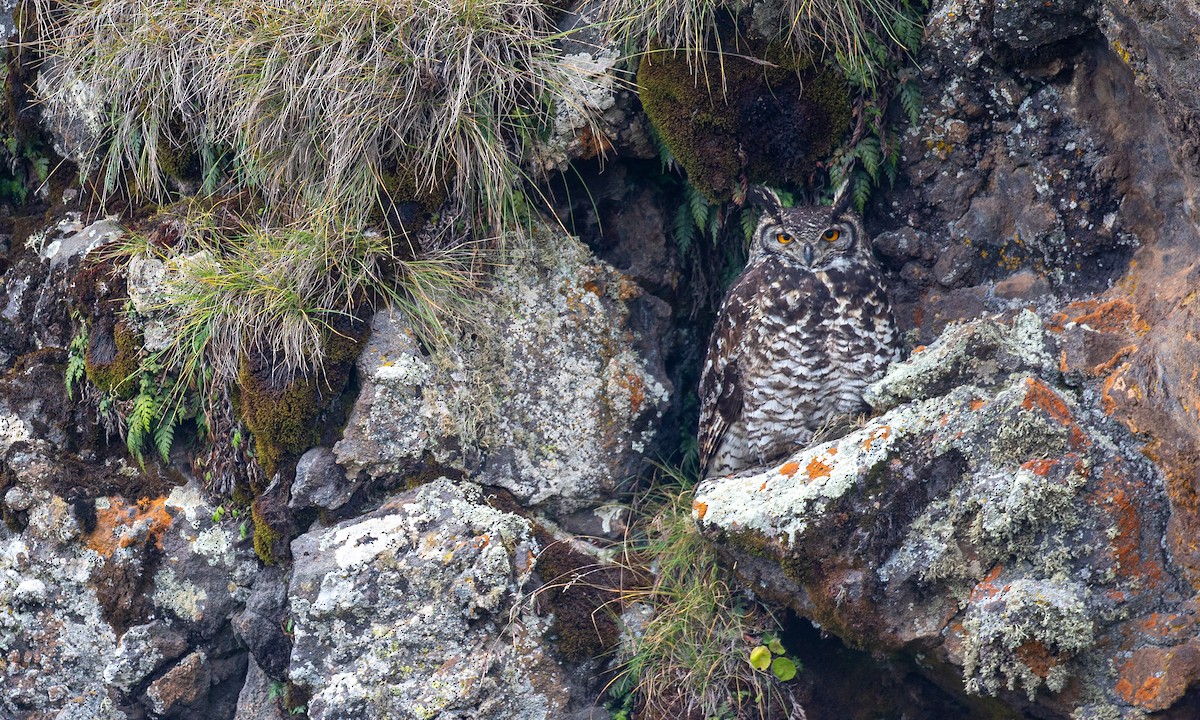 Cape Eagle-Owl (Northern) - ML498351921