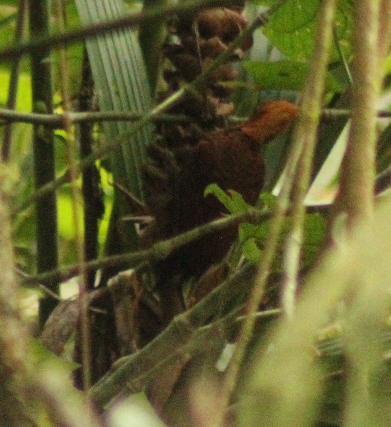 Chestnut-colored Woodpecker - ML498352081