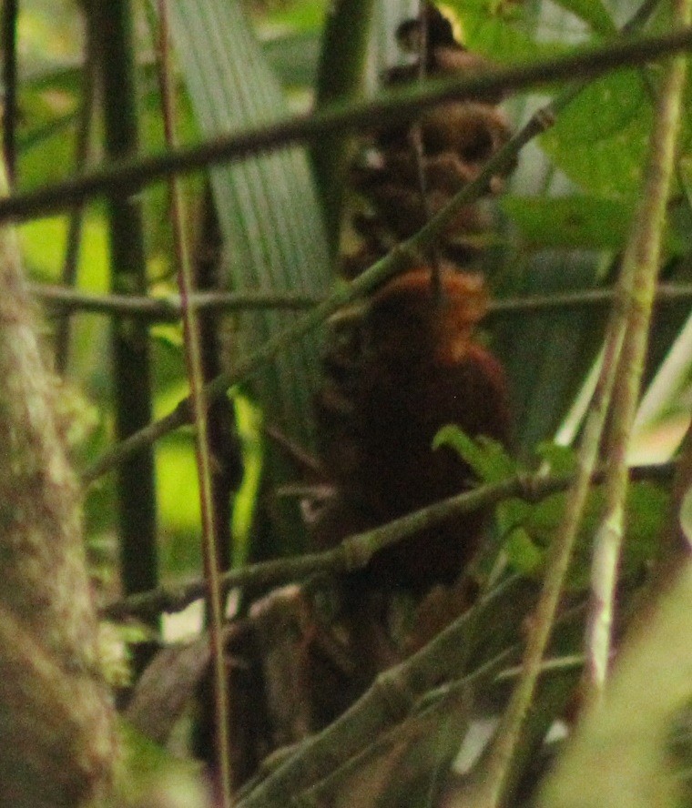 Chestnut-colored Woodpecker - ML498352091