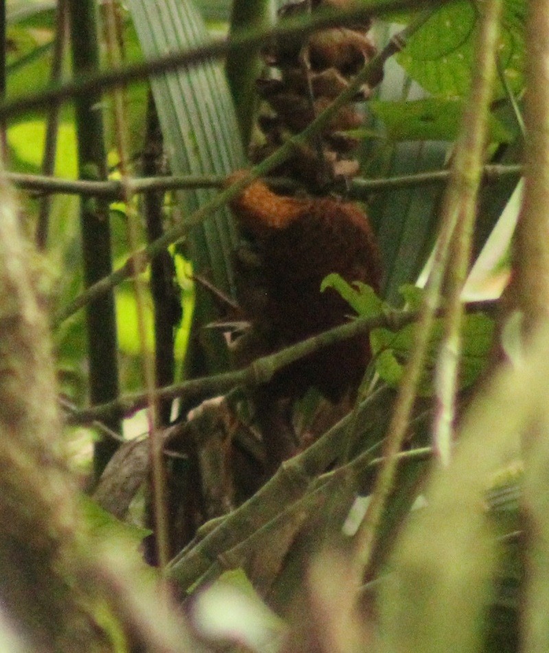 Chestnut-colored Woodpecker - ML498352131