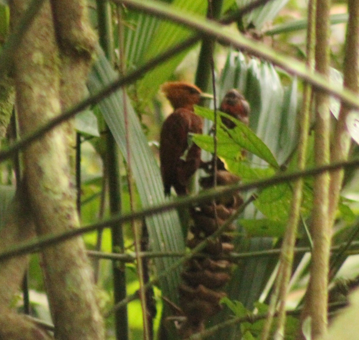 Chestnut-colored Woodpecker - ML498352151