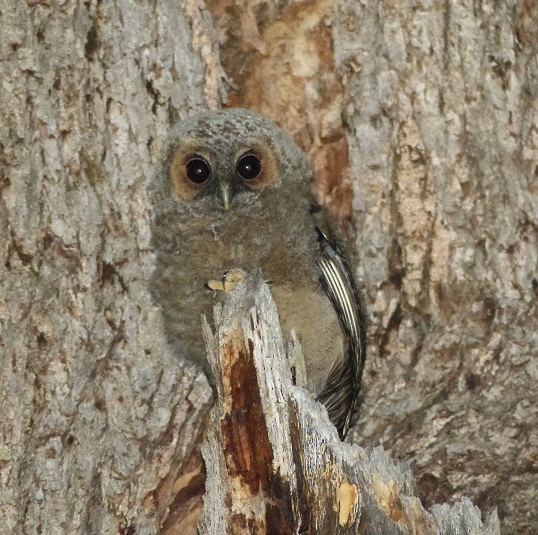 Rufous-legged Owl - Julien Birard