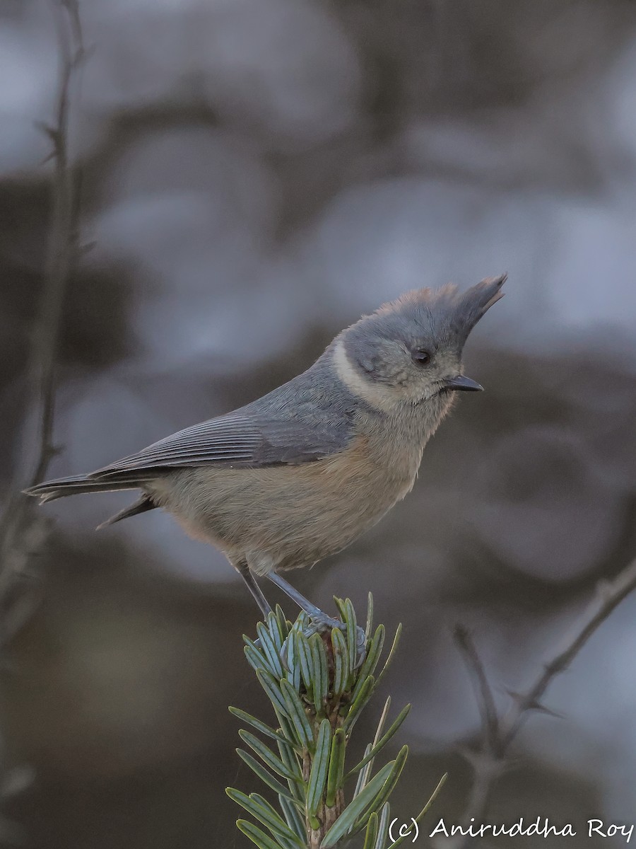 Gray-crested Tit - ML498353961