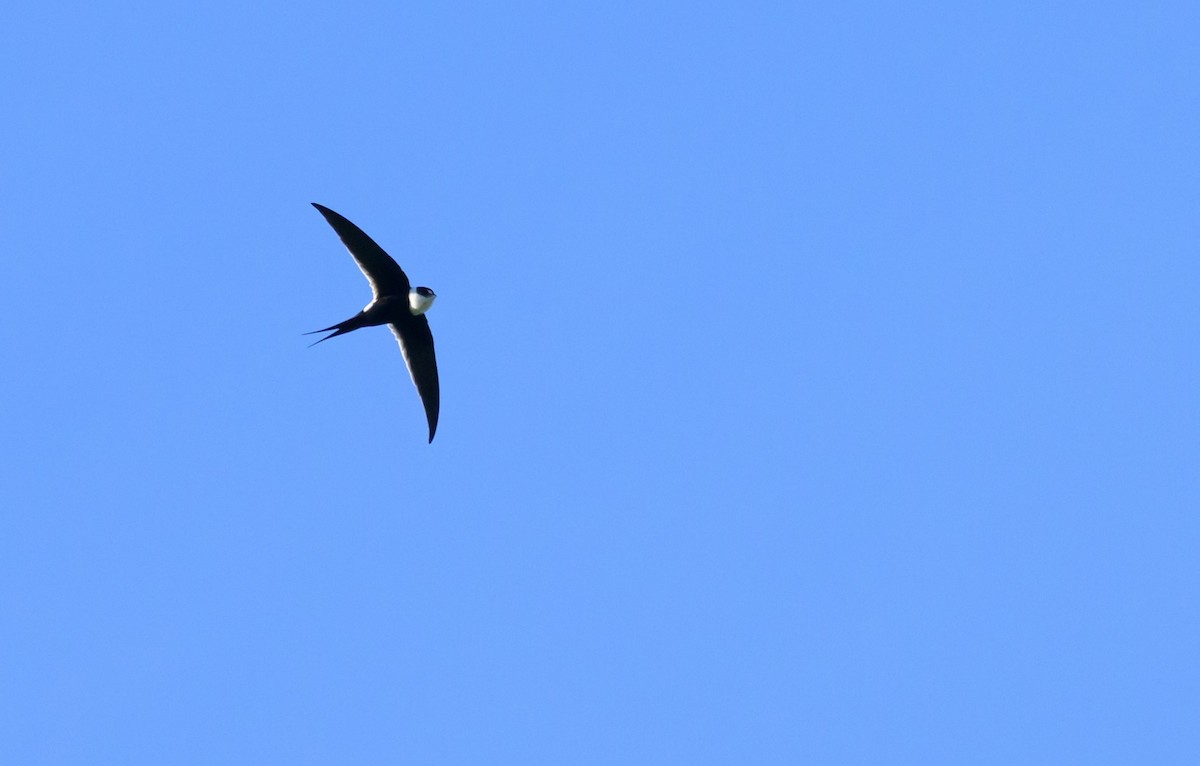 Great Swallow-tailed Swift - ML498354591