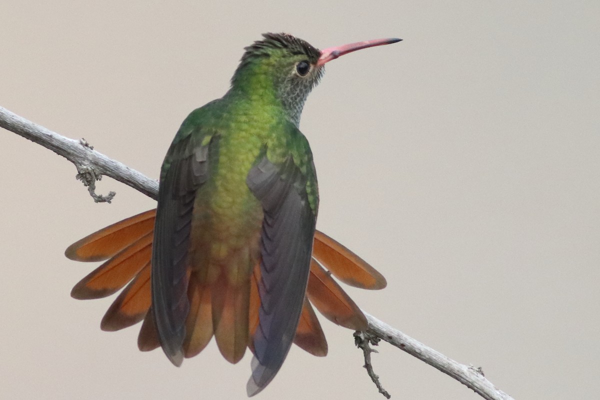Buff-bellied Hummingbird - ML498362351