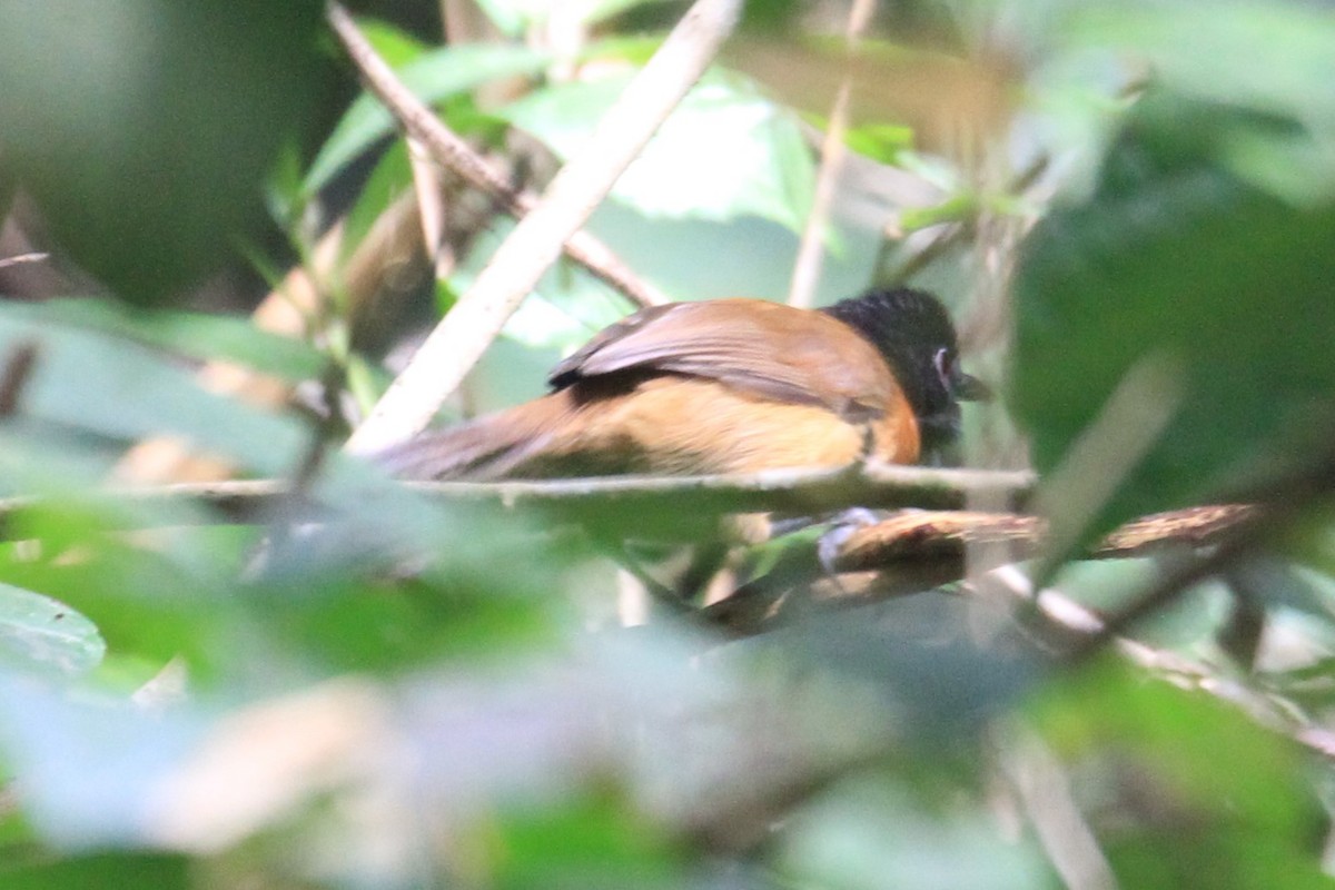Black-capped Rufous-Warbler - ML49836451