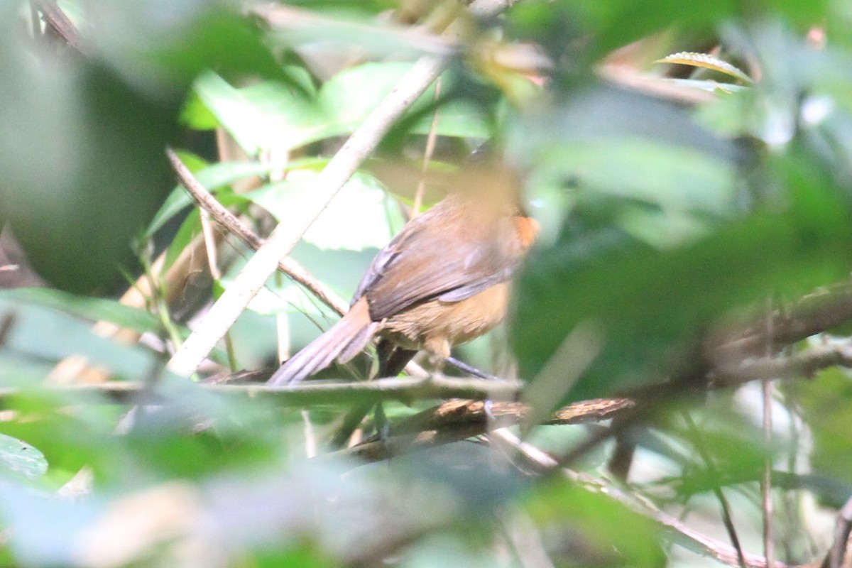 Black-capped Rufous-Warbler - ML49836491