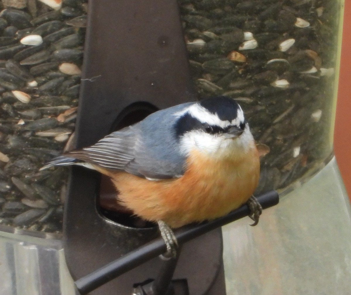 Red-breasted Nuthatch - ML498366801