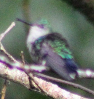 Ruby-throated Hummingbird - ML498368381
