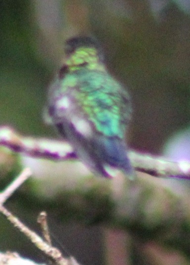 Ruby-throated Hummingbird - ML498368391