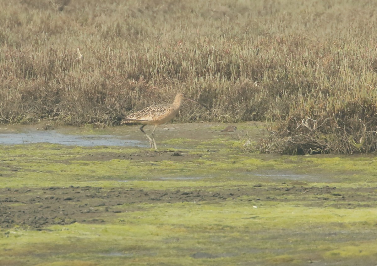 Long-billed Curlew - ML498369361