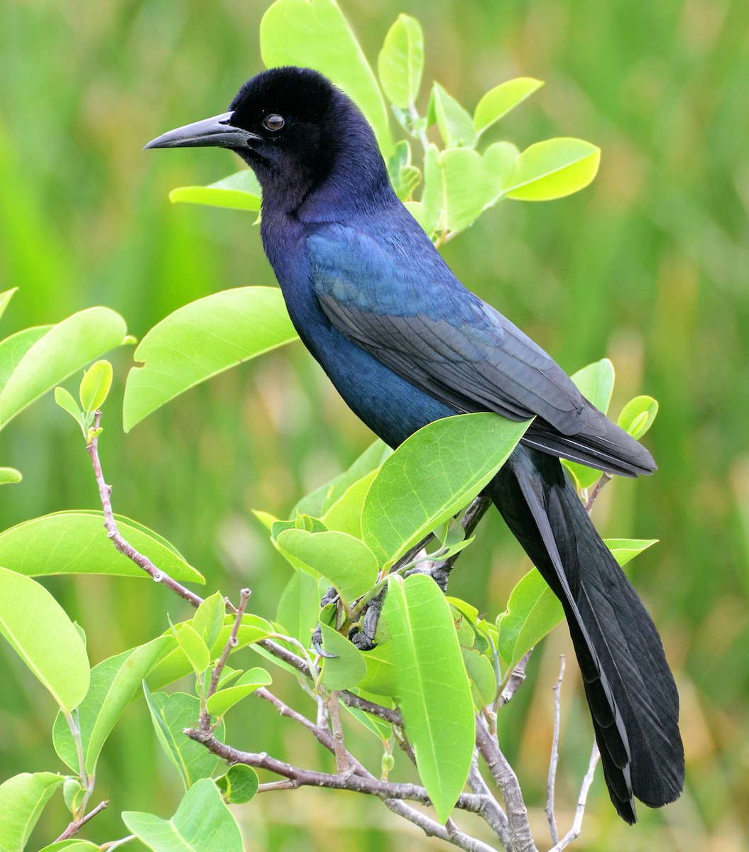 Boat-tailed Grackle - ML49837431