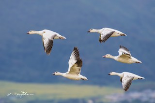 Snow Goose, ML49837631