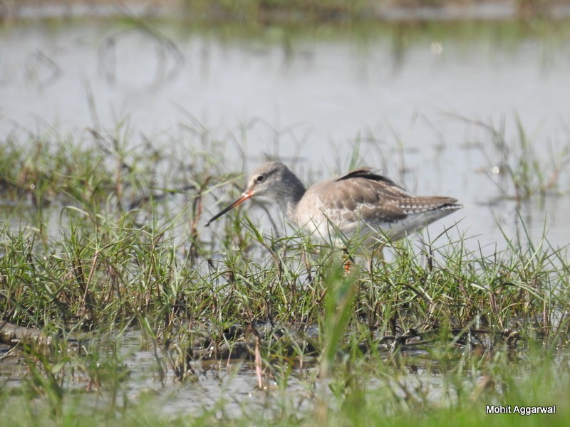Spotted Redshank - ML49838291