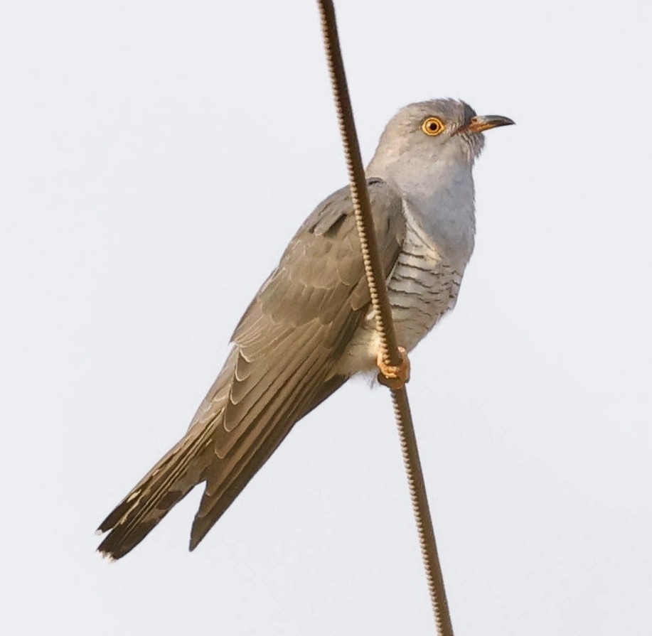 African Cuckoo - Marna Buys