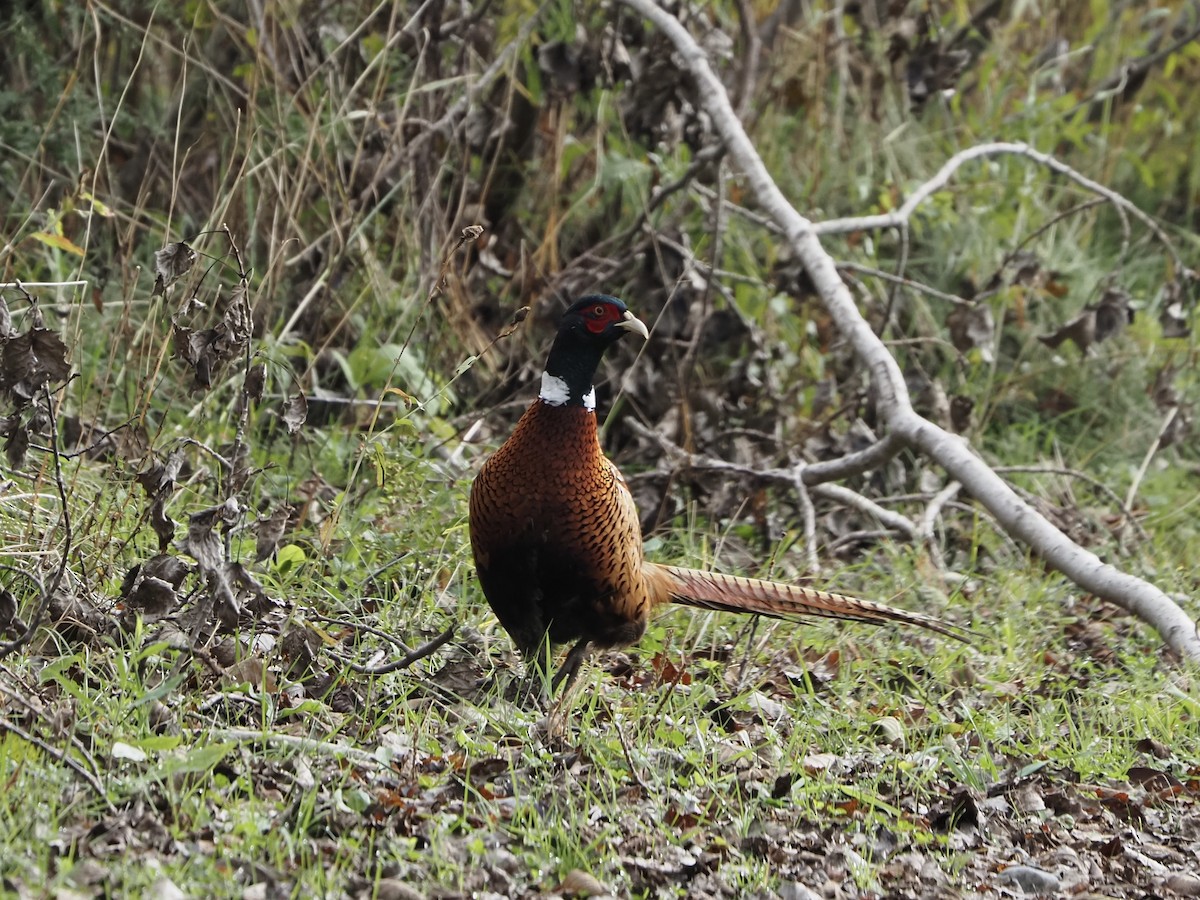 Ring-necked Pheasant - ML498384201