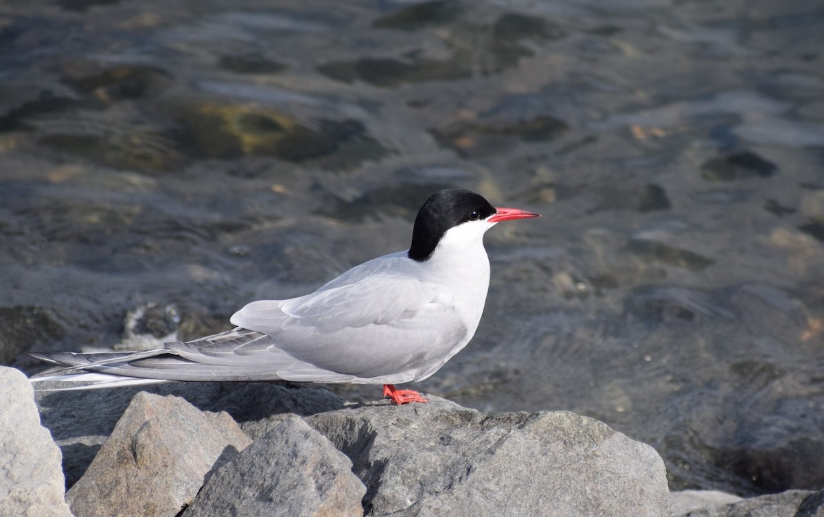 Arctic Tern - Dominique Blanc