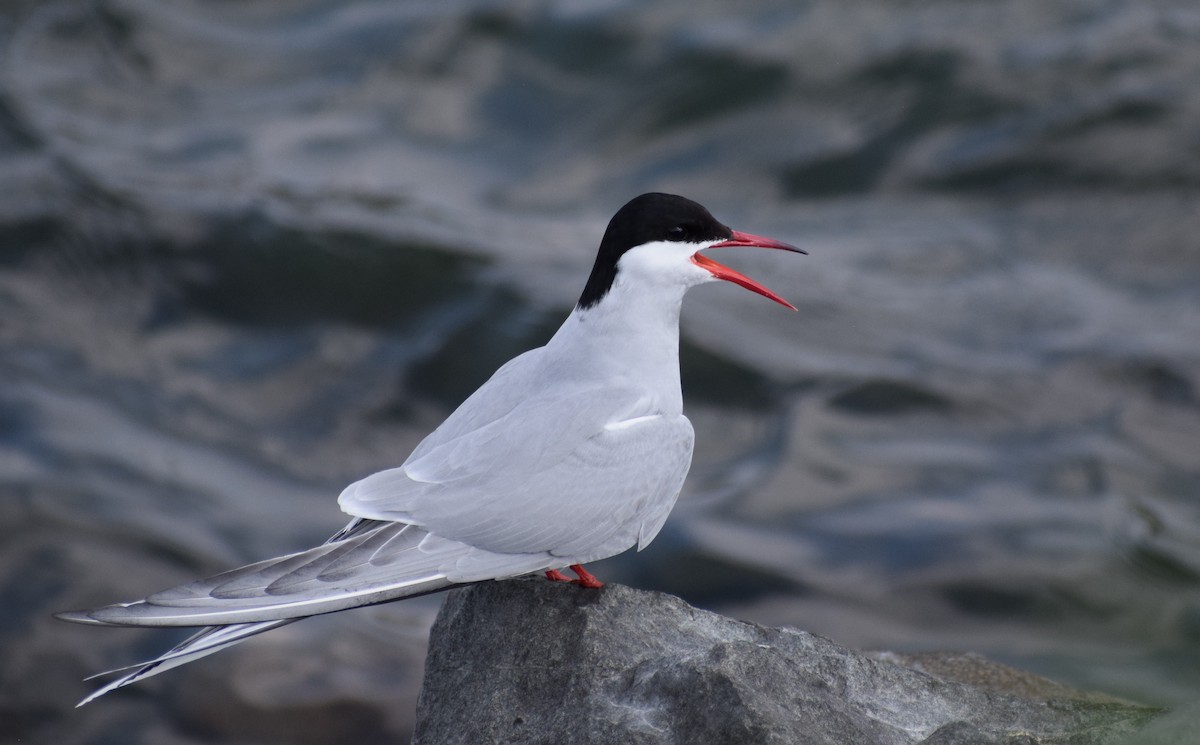 Arctic Tern - Dominique Blanc