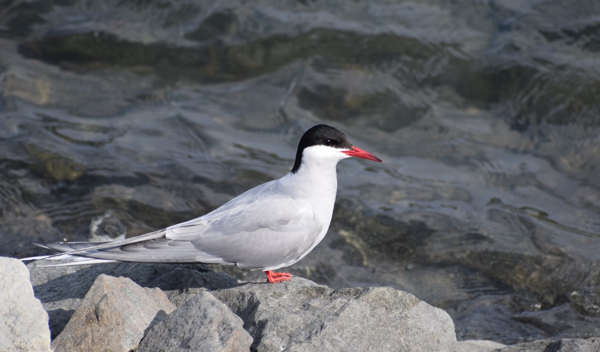 Arctic Tern - ML498384901