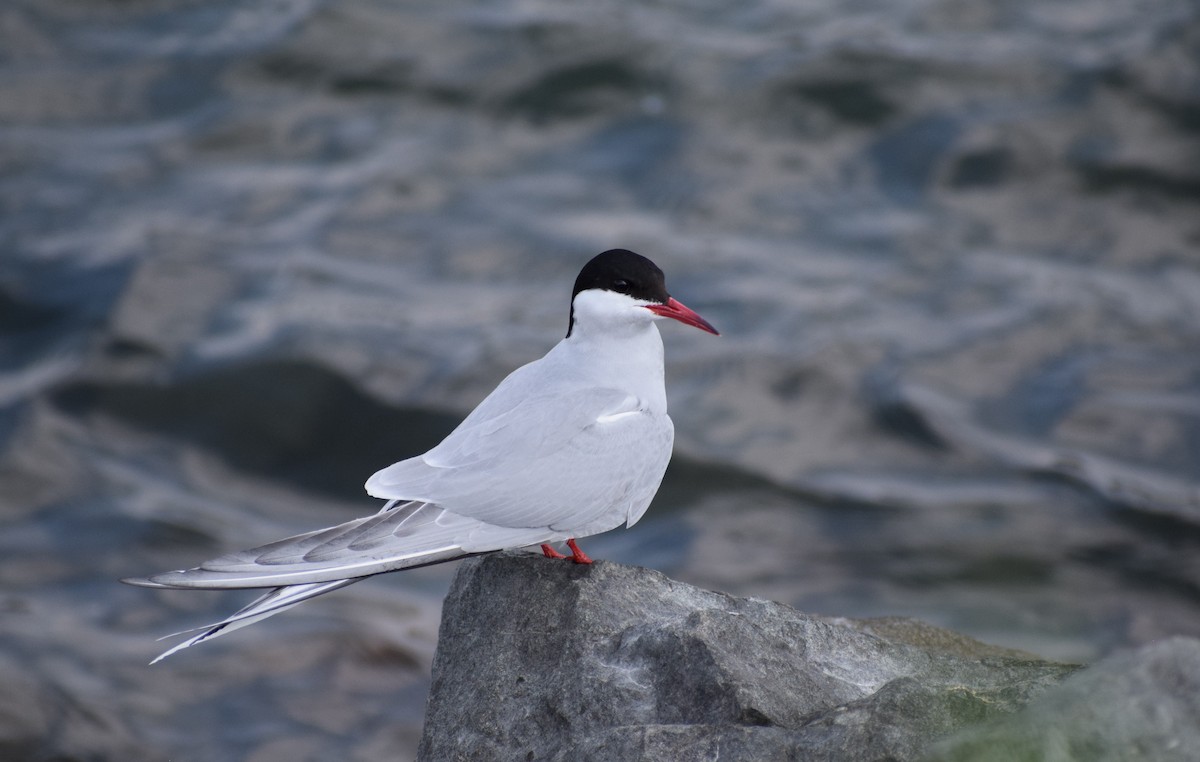 Arctic Tern - ML498384911