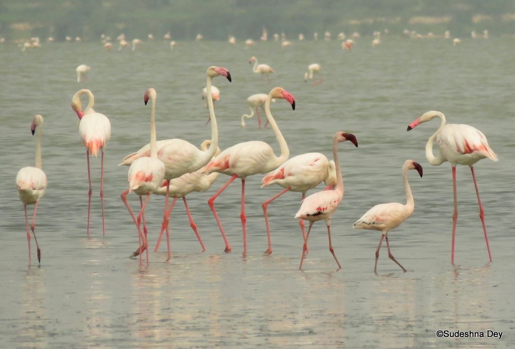 Lesser Flamingo - Geetha  Venkataraman