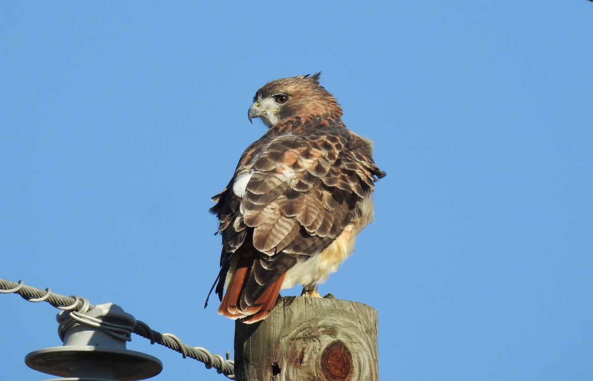 Red-tailed Hawk (fuertesi) - ML498393511
