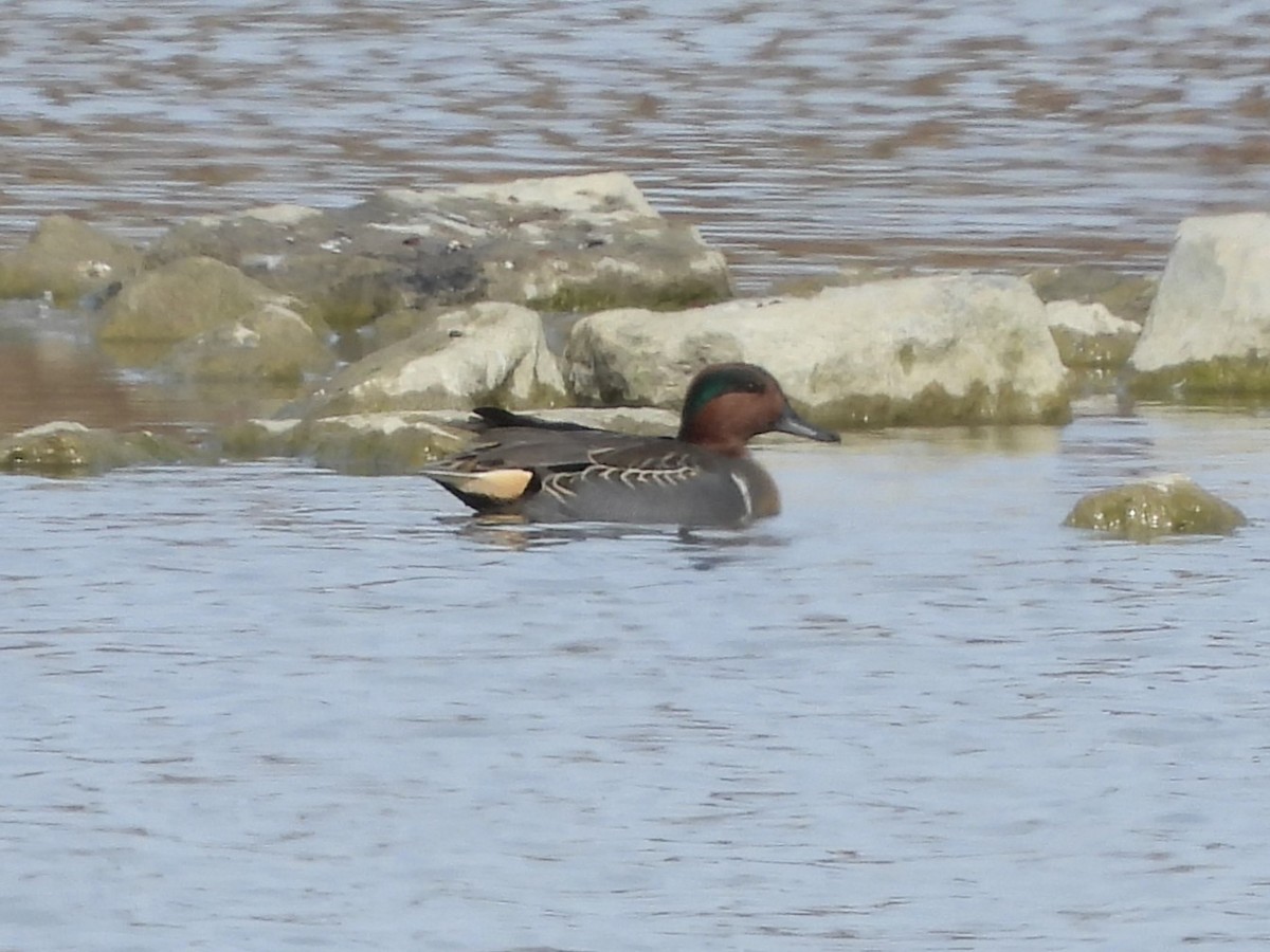 eBird Checklist - 28 Oct 2022 - Columbus Upground Reservoir--Retention ...