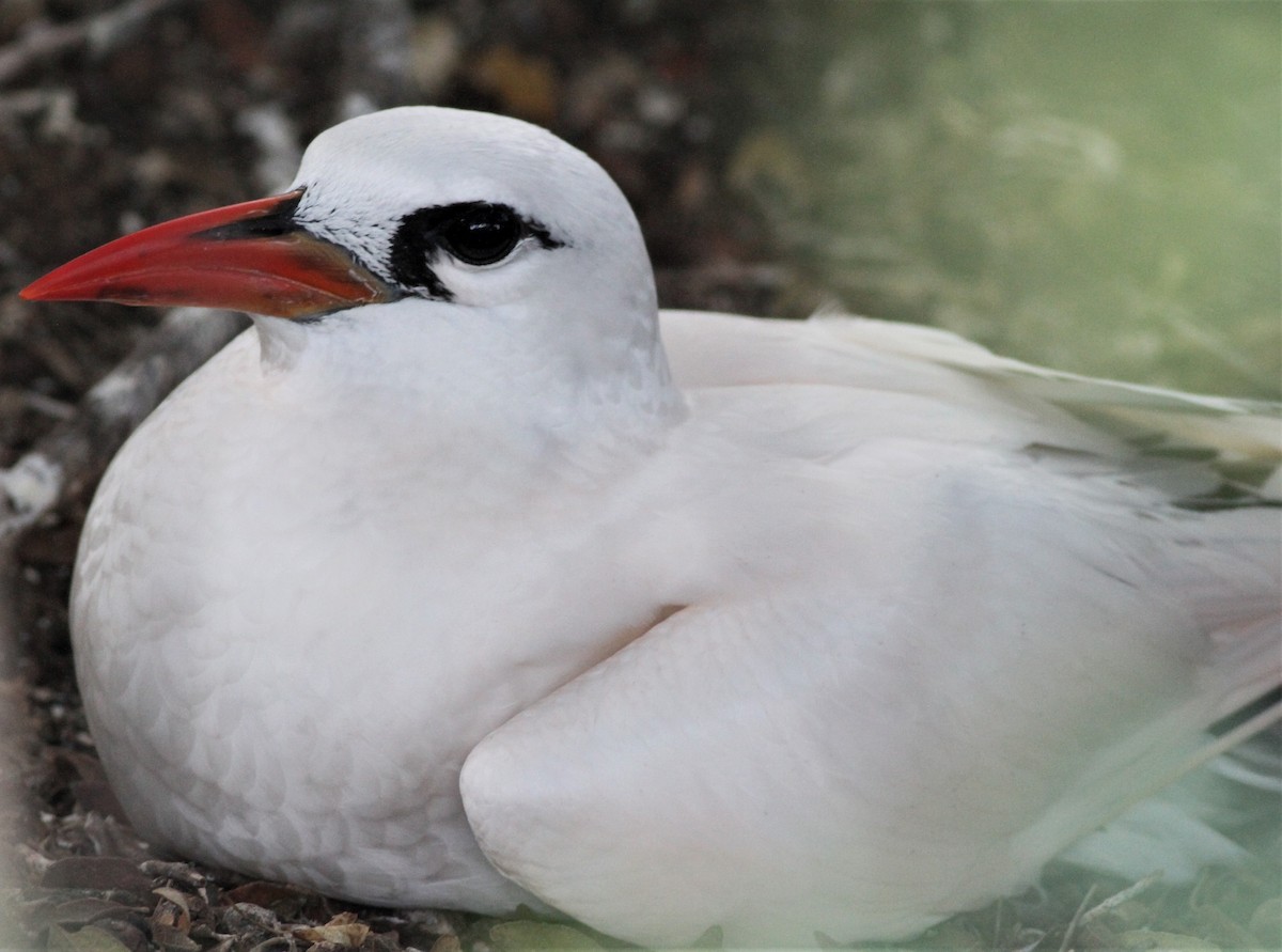 Red-tailed Tropicbird - ML498397281